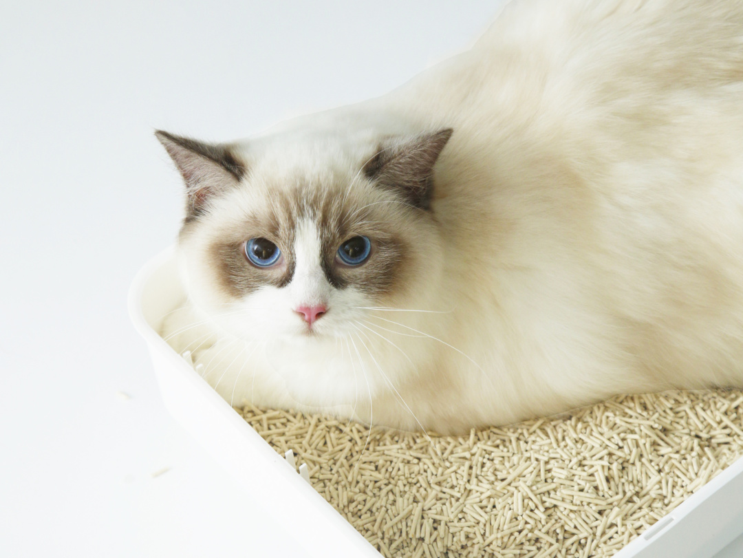 關(guān)乎貓咪排泄健康！一款好貓砂該怎么選？
