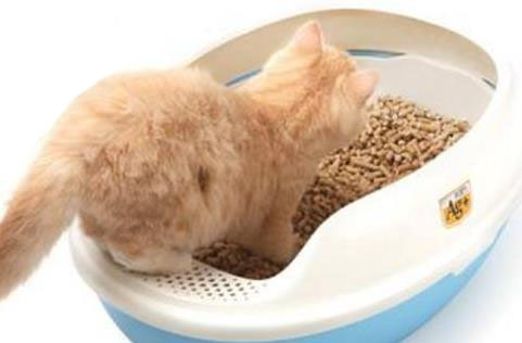貓砂應(yīng)該怎么給貓咪使用，普通的貓砂怎么樣用