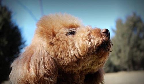 養(yǎng)寵小知識：泰迪沐浴露分顏色嗎，灰貴適合用什么沐浴露